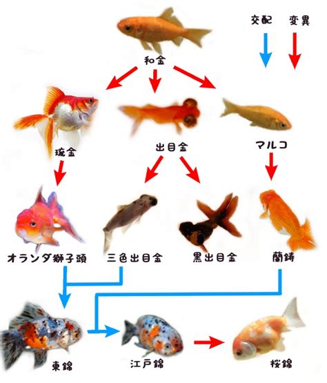 迷你金魚品種 朋友關係表